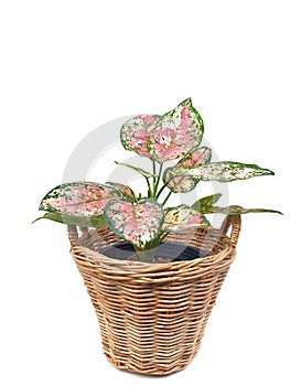 Aglaonema sp. Tricolor AnyamaneeÂ  in wicker basket  isolated on white background with copy space.